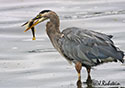 Ardea herodias